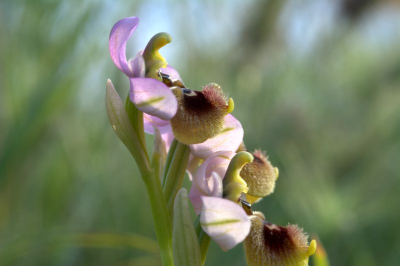 Ophrys tenthredinifera